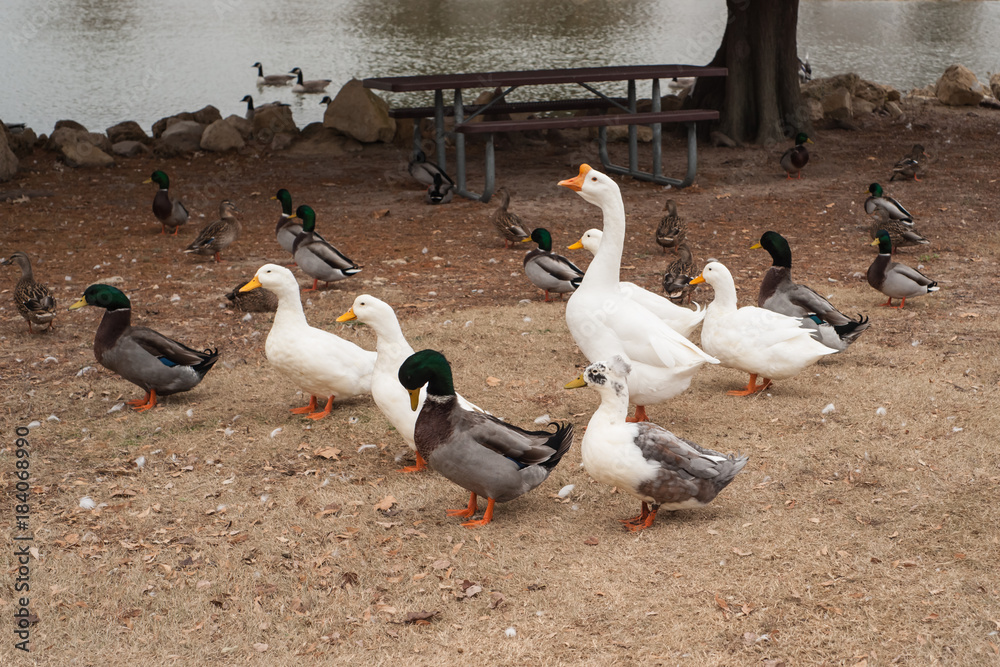 Duck Line Dancing Duck Line Dancing