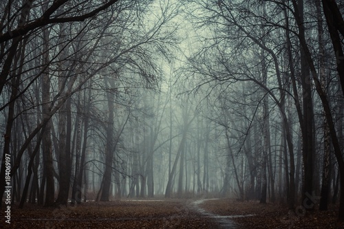 Fantastic foggy forest in the mist