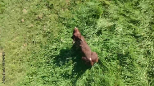 Drone_Twerton_dog_02