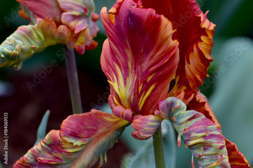 Red Parrot Tulip photo
