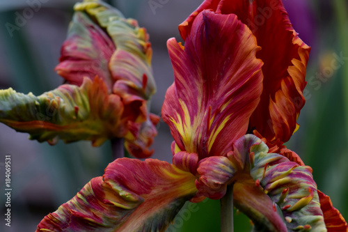 Parrot Tulip Flame photo