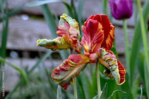 Parrot Tulips photo