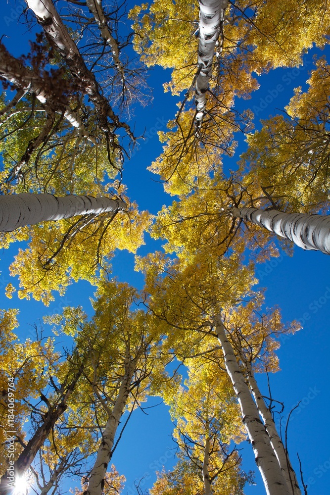 Fototapeta premium Aspens in the Mountains