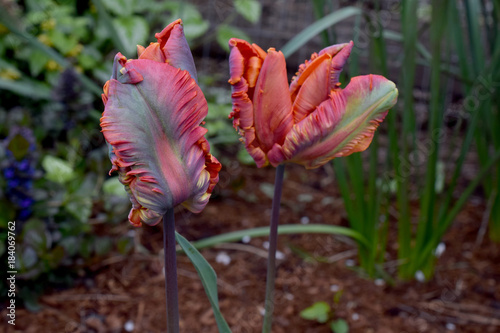 Tulips Apricot Parrot photo