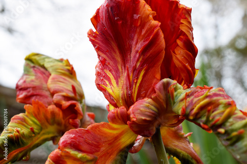 Parrot Tulip Wet photo