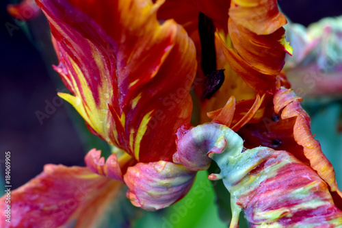 Tulip Petal Abstract photo