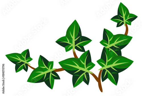 Ivy plant