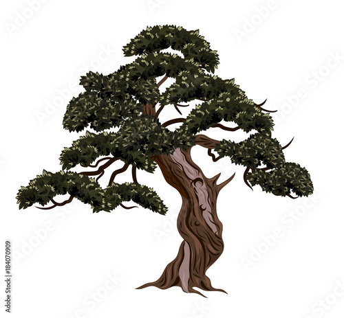 bonsai