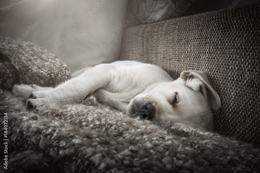 junger süßer labrador retriever hund welpe müde im bett am schlafen Stock  Photo | Adobe Stock