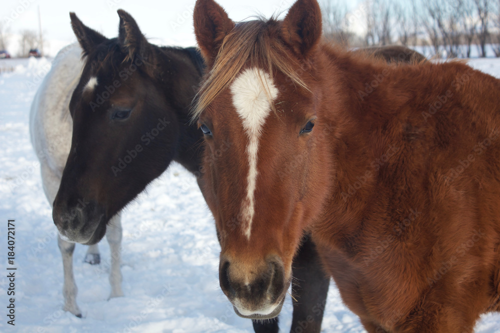Snow Ponies Snow Ponies