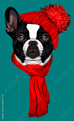 French Bulldog, in a knitted red hat with a pompon and scarf © Marina Andrienko