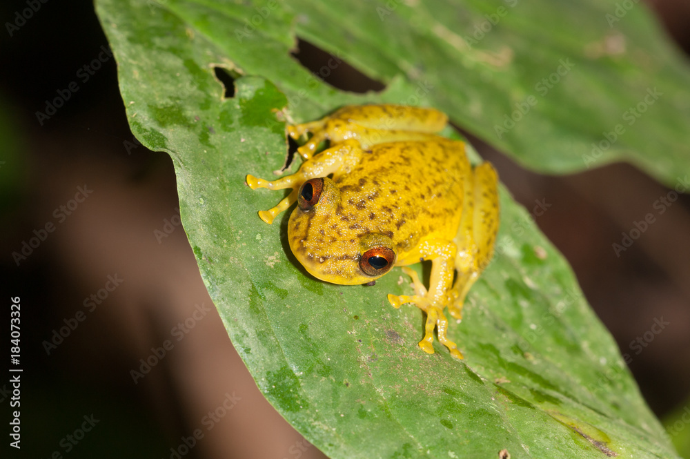 Obraz premium Tree frog