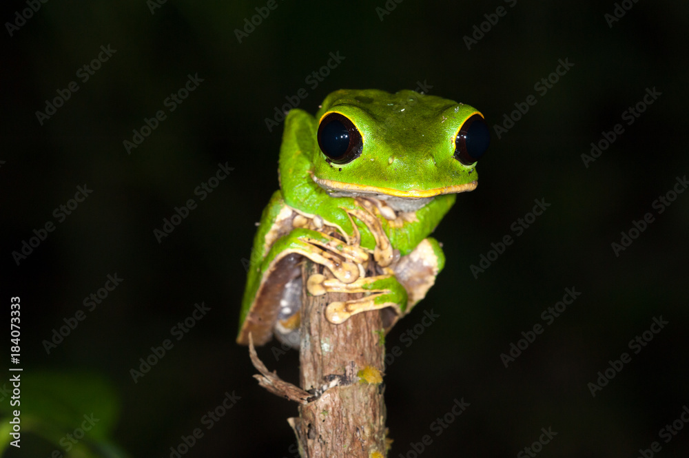 Blackeyed Monkey Frog (Phyllomedusa camba), Manu national park, Peru