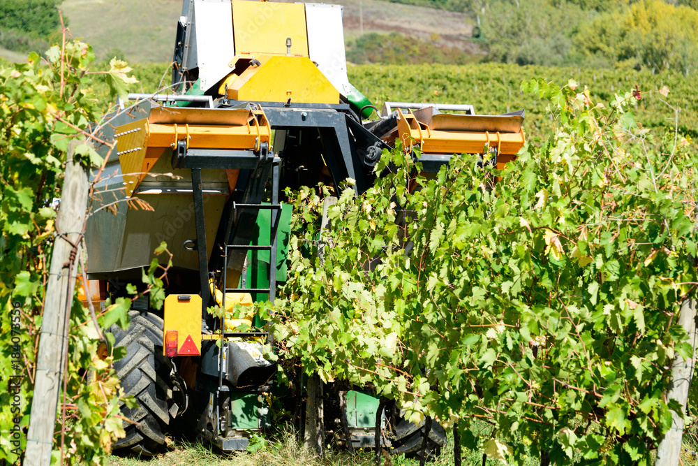 Weinernte auf der Tenuta Di Monaciano mit einer Pflückmaschine Weinernte auf der Tenuta Di Monaciano mit einer Pflückmaschine