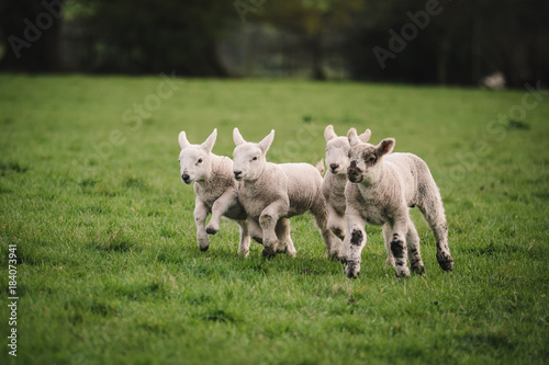 Four lambs playing and running