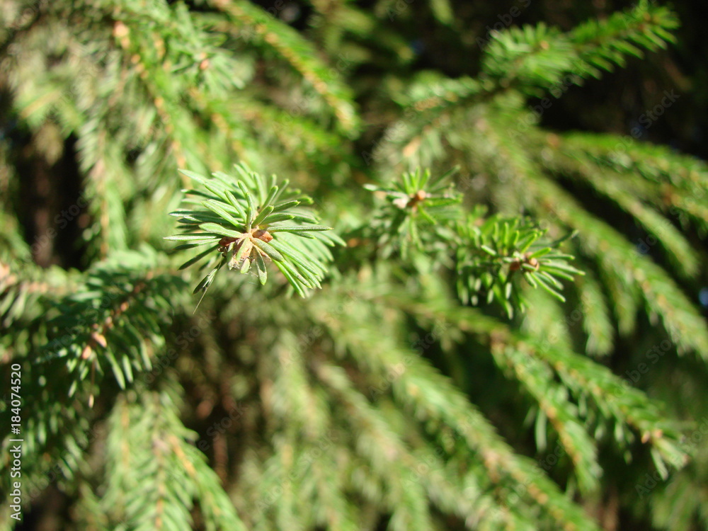 Natural old Christmas tree wood texture pattern or Christmas tree background for design with copy space for text or image. Close-up Christmas tree vintage. Macro. Natural old Christmas tree wood texture pattern or Christmas tree background for design with copy space for text or image. Close-up Christmas tree vintage. Macro.