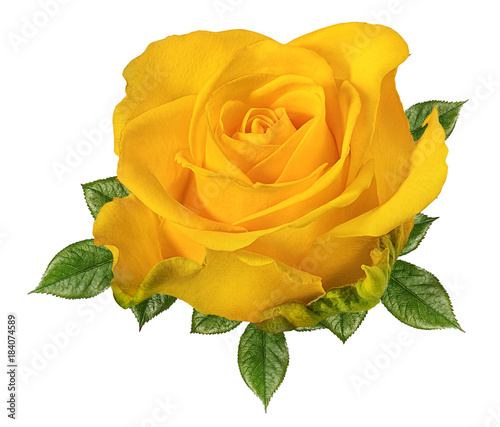 Fototapeta Naklejka Na Ścianę i Meble -  Fresh beautiful yellow rose isolated on white background with clipping path