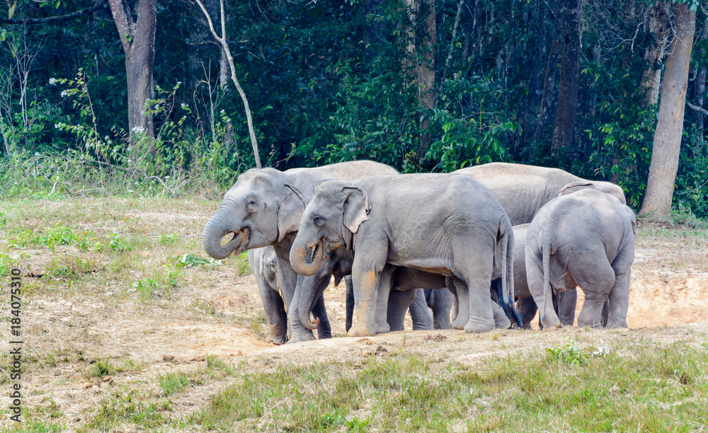Fototapeta premium Asian elephant or Elephas maximus, a small colony of elephant were eating salt lick in edge of forest with green trees background, Khao Yai National Park , Thailand.