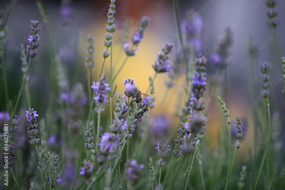 Obraz premium Blumen