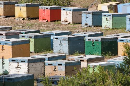 Bienenstoecke in Bunten Kisten © Argus
