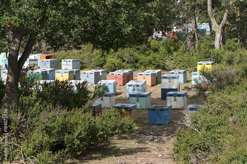 Bienenstoecke in Bunten Kisten