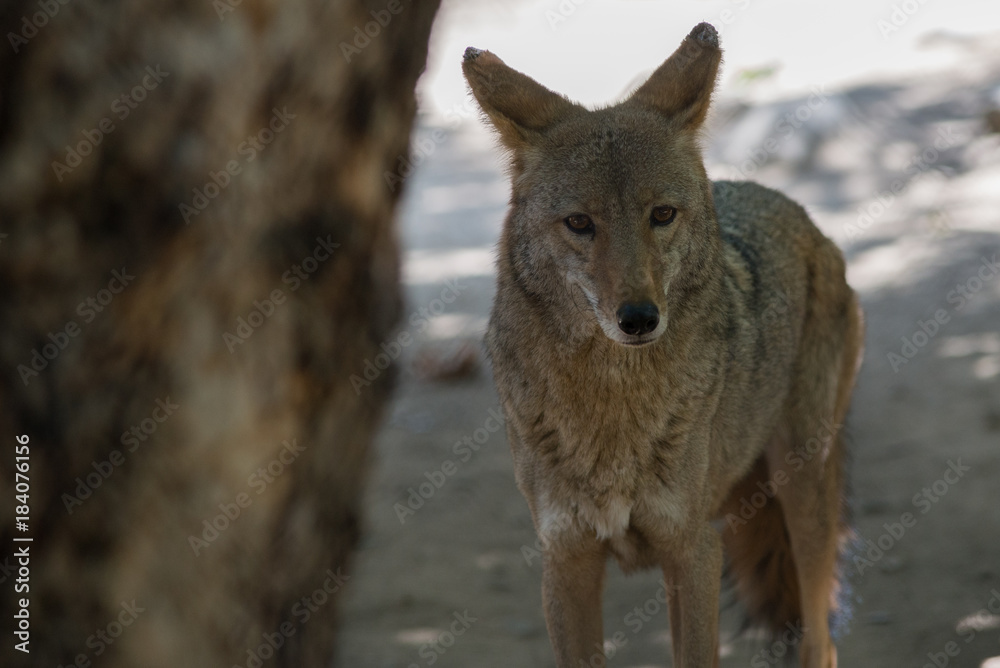 Fototapeta premium Coyote Glare