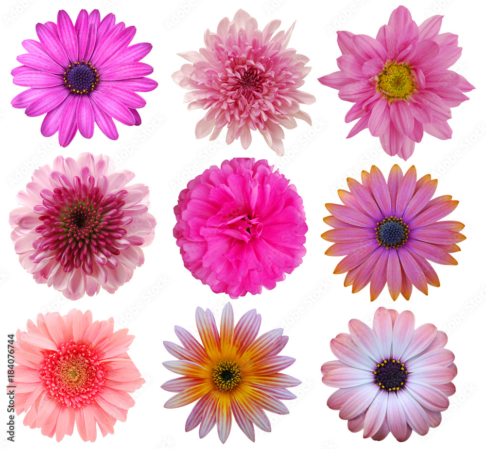 Selection of Pink White Flowers Isolated on White. Nine Daisy Flowers Selection of Pink White Flowers Isolated on White. Nine Daisy Flowers