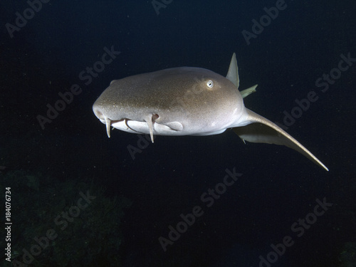 Nurse Shark (Belize)