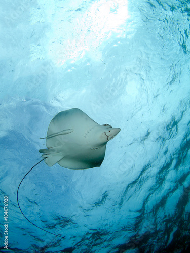 Eagle Ray (Belize)