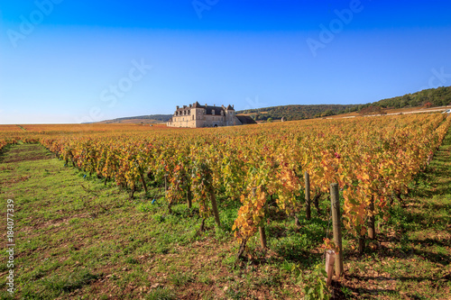 Vignoble en Bourgogne photo