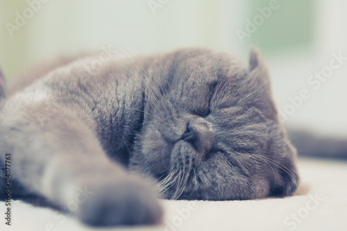 Uyuyan gri kedi photo