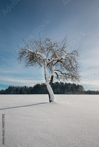 Schneebedeckter Apfelbaum