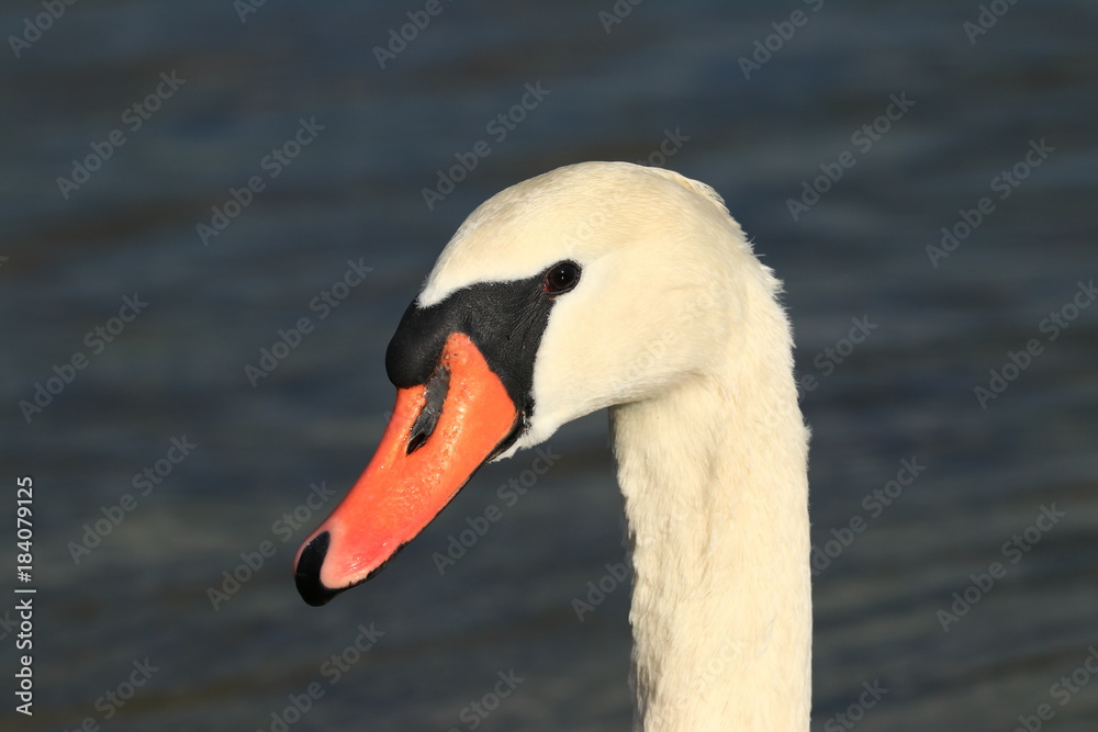 Mute swan close up Mute swan close up