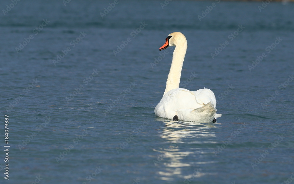 Fototapeta premium Swan