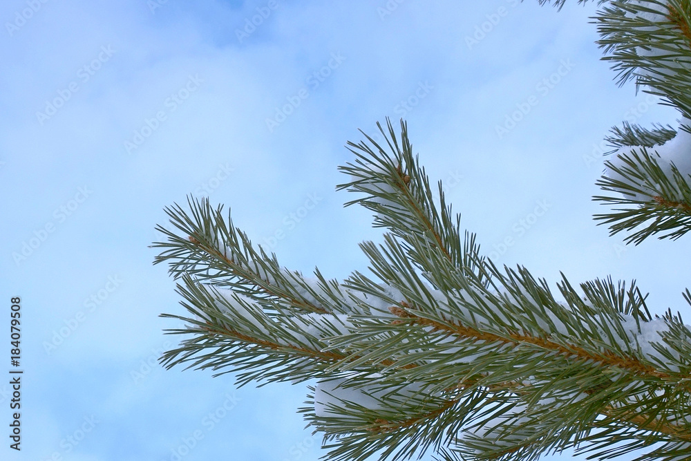 Pine branch with snow on blue sky background