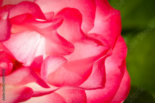 Nature Abstract: Lost in the Gentle Folds of the Delicate Rose photo