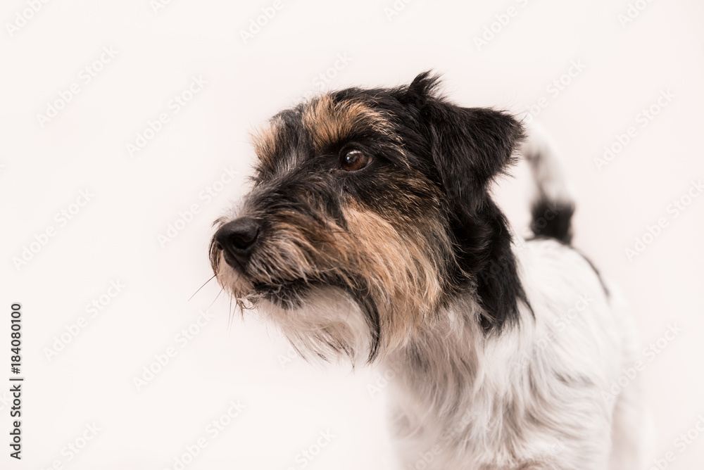 standing dog portrait isolated against white background - tricolor rough haired Jack Russell 2 years oldTerrier
