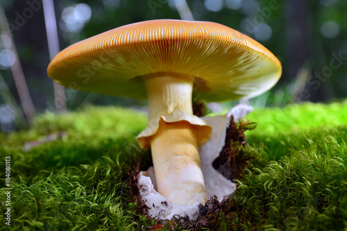amanita caesarea mushroom