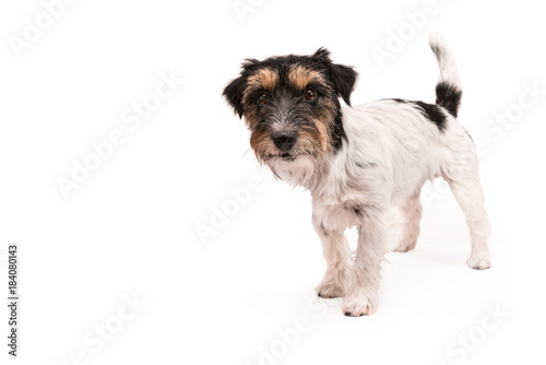 Fototapeta Naklejka Na Ścianę i Meble -  standing dog isolated in front of white background - tricolor rough haired Jack Russell Terrier 2 years old