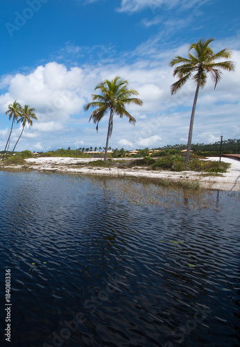 Coconut trees on tropical island (vertical photo)