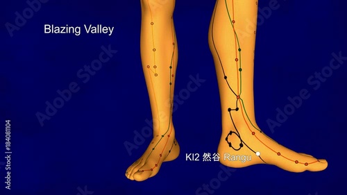 Kidney Meridian, video, 3D Illustration