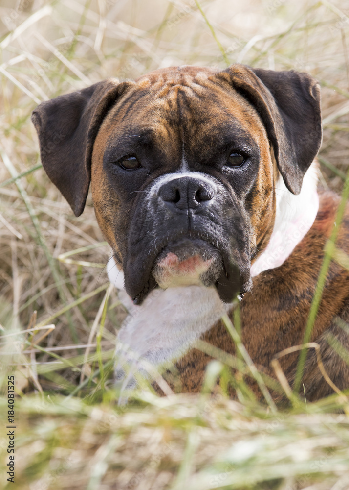 Puppy Boxer dog portrait laying in a grassy field on a sunny day.