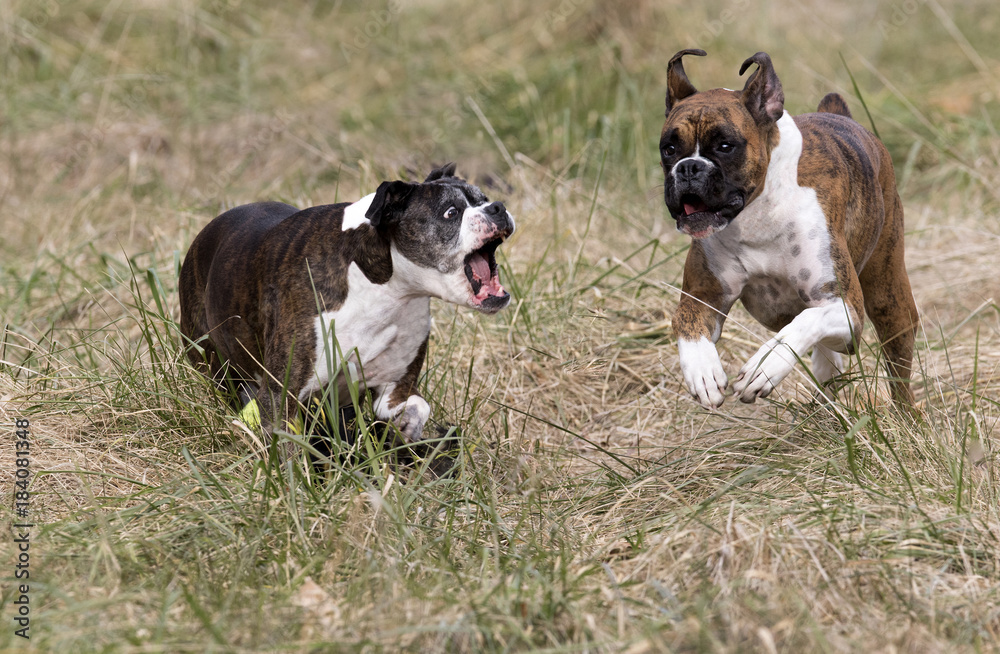 Senior and puppy Boxer dogs running and playing in a field on a sunny day.