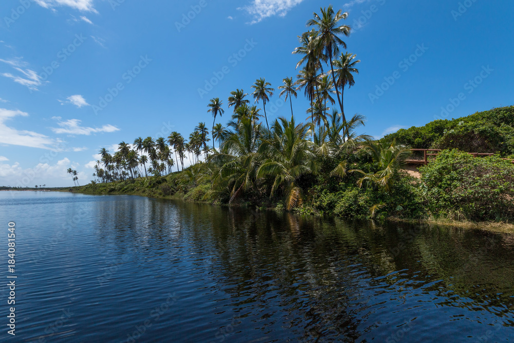 Tropical landscape with coconut trees of the Brazilian coast