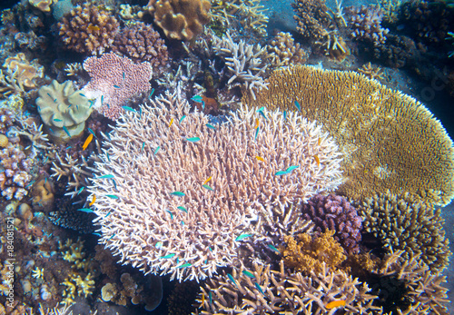Fototapeta Naklejka Na Ścianę i Meble -  Underwater landscape with coral reef and tropical fish. Pink coral undersea photo.