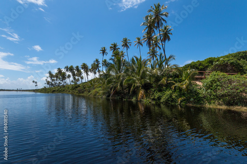 Tropical landscape with coconut trees of the Brazilian coast