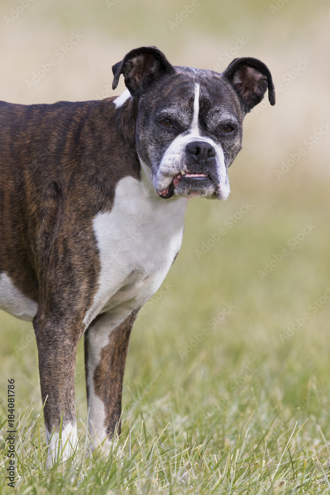 Senior Boxer Dog standing in a grassy field on a sunny day.