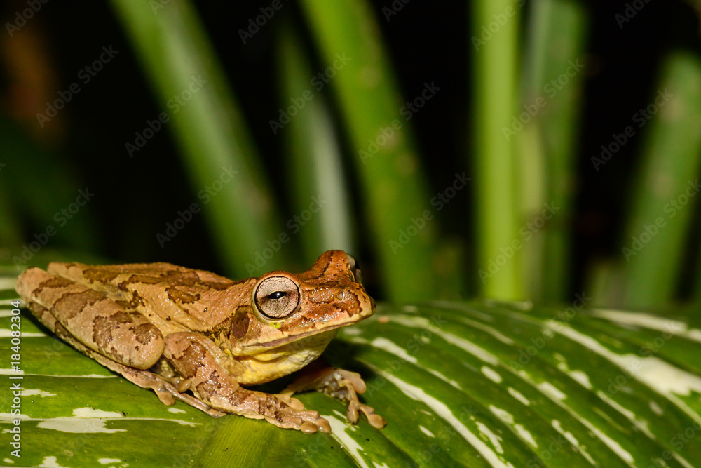 Obraz premium Common Mexican Tree Frog in Costa Rica
