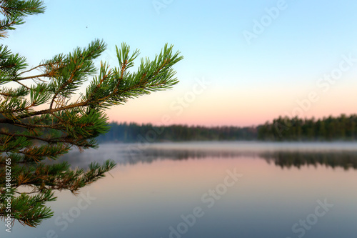 pine branches at dawn
