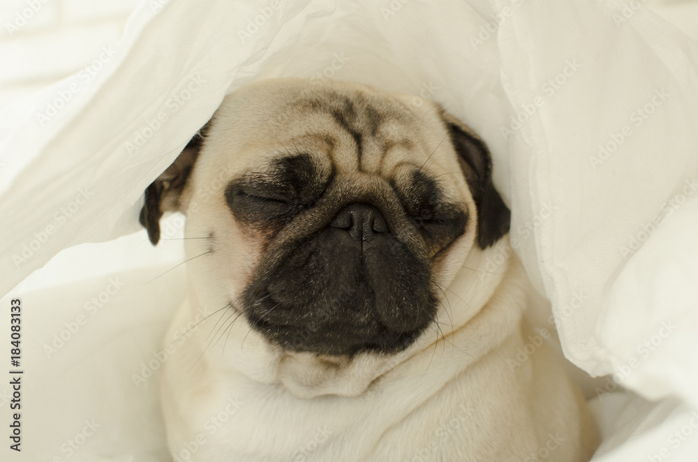 Sad  dog breed pug in blanket